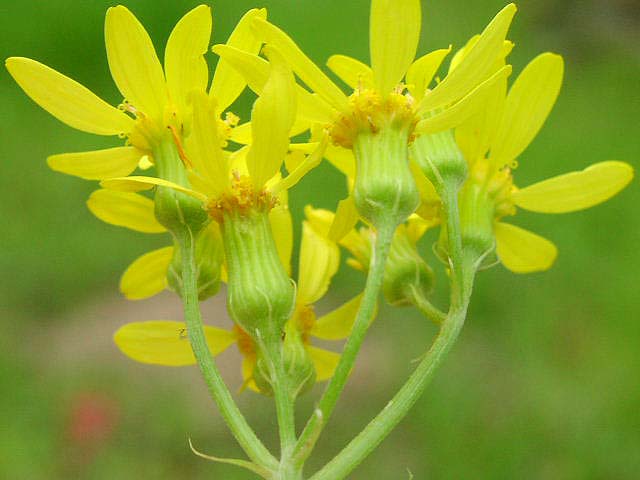 Senecio ampullaceus